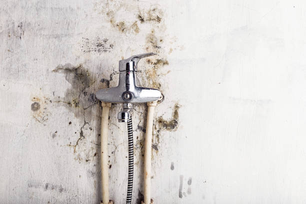 Best Mold Damage Repair  in Bel Air South, MD