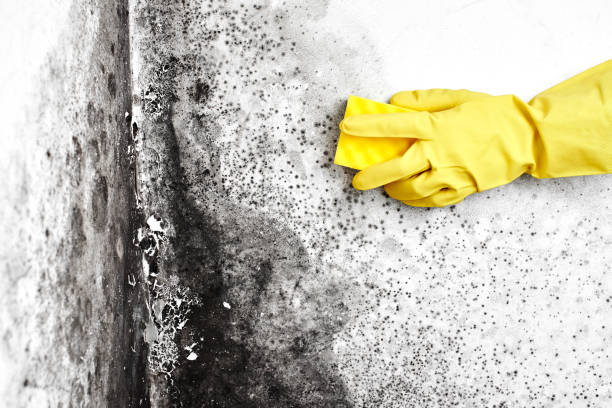 Best Emergency Mold Removal  in Bel Air South, MD