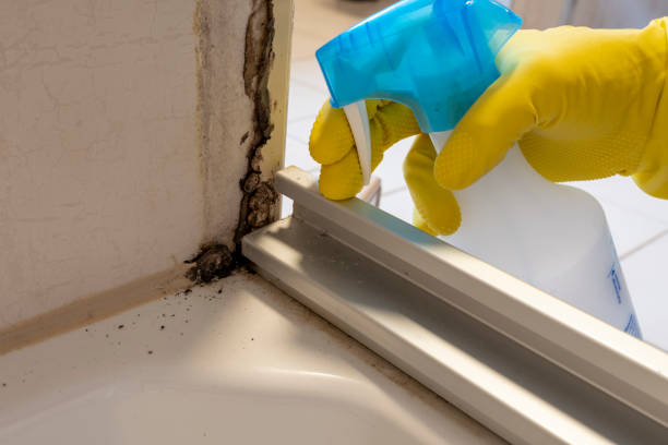 Bel Air South, MD Mold Removal Company
