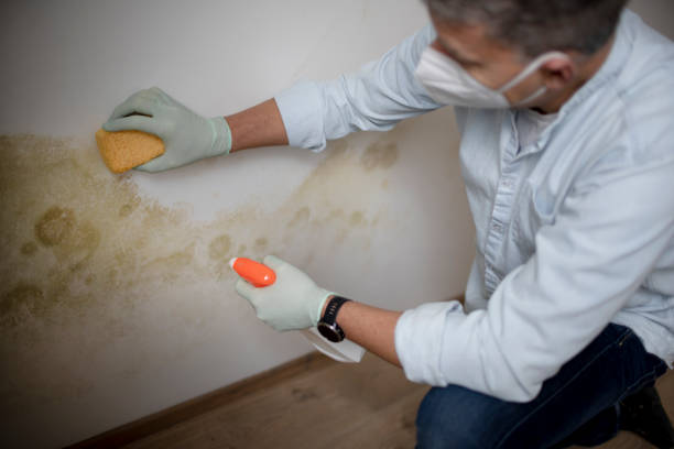 Best Mold Testing  in Bel Air South, MD