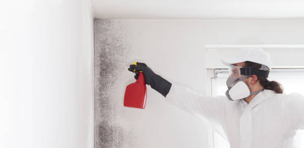 Best Fast Mold Removal  in Bel Air South, MD