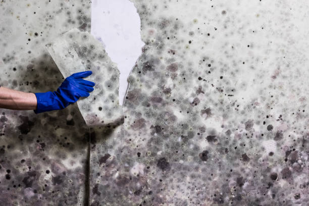 Best Attic Mold Removal  in Bel Air South, MD