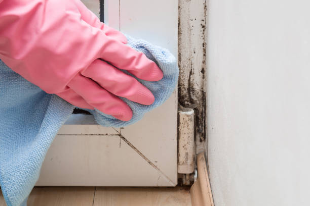 Best Professional Mold Removal  in Bel Air South, MD