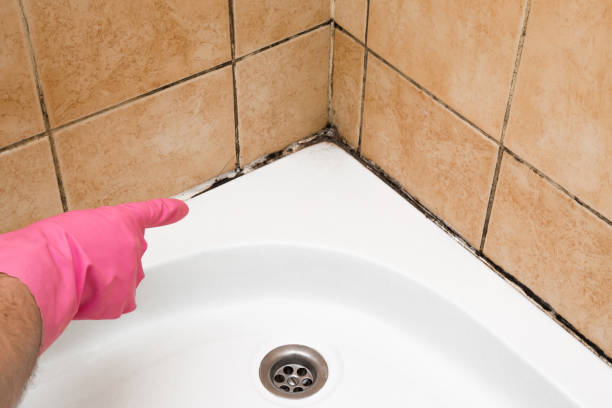 Best Office Mold Removal Services  in Bel Air South, MD