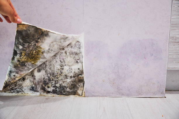 Best Local Mold Removal Service  in Bel Air South, MD